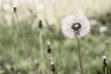 White ball of dandelion in natural background. Wallpaper and poster in vintage style.