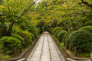 Obraz premium Japanese garden park with green lush tree
