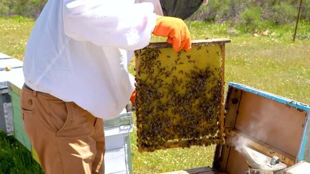 beekeeper saving a honeycomb from the hive after his review, with orange protective gloves for protection
