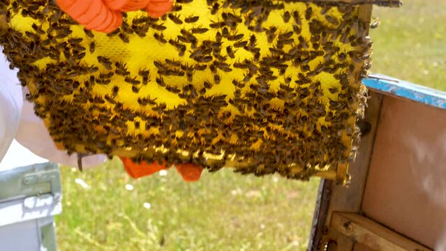 beekeeper taking out a honeycomb from the hive, wearing orange protective gloves for care
