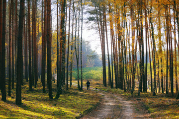 Walking with a dog in forest at fall; autumn landscape with forest path