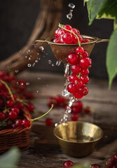 Red currant berries © Daria