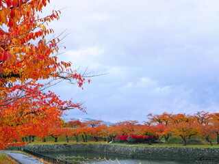 Obraz premium 紅葉 五稜郭公園のもみじ