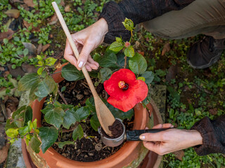 Woman's hands recycling coffee grounds to fertilize a red hibiscus plant
