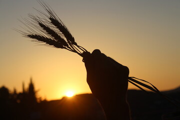 Silhouette of a man hold three wheat ears with his hand. Food crisis concept idea. 