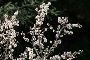 almendo en flor, Randa, municipio de Algaida, Mallorca, balearic islands, spain, europe