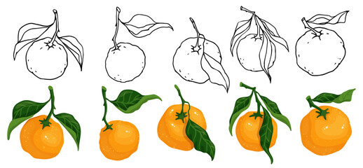 Collection of citrus fruit tangerines..Vector graphics.