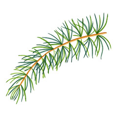 Fototapeta premium Christmas tree branch watercolor. Hand drawn realistic sprig of a coniferous plant on an isolated background. For postcards for the New Year and invitations.