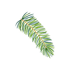Christmas tree branch watercolor. Hand drawn realistic sprig of a coniferous plant on an isolated background. For postcards for the New Year and invitations.