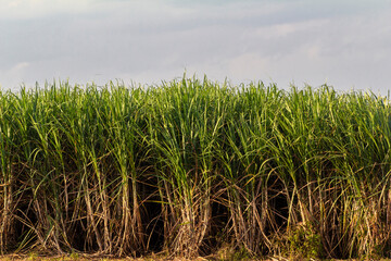 Sugar cane field with sky, in Brazil