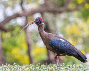 A Red Naped Ibis walking