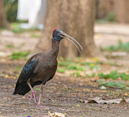 A Red Naped Ibis on ground