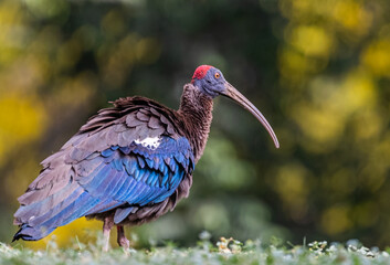 A Red Naped Ibis drying its feathers