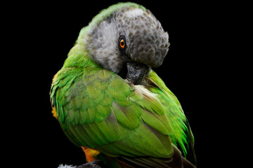 Close-up of a Senegal parrot (Poicephalus senegalus) preening its plumage