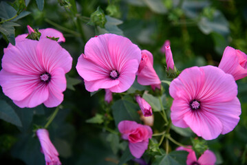 Pink flowers of lavatera close-up in the evening summer garden. Lavatera wild rose in summer.
