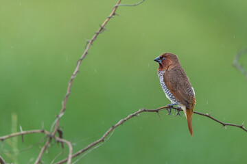 Scaly-breasted mania is native to India, southern china and southeastern Asia. They are popular cage birds of many parts of the world. 