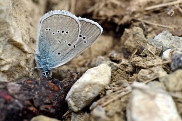 Mazarine blue (Polyommatus semiargus) on excrements // Rotklee-Bläuling an Tier-Losung 