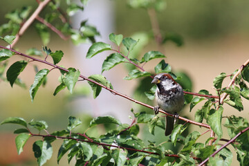 Obraz premium Haussperling / House sparrow / Passer domesticus