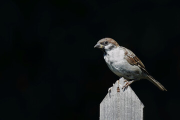 Feldsperling / Eurasian tree sparrow / Passer montanus
