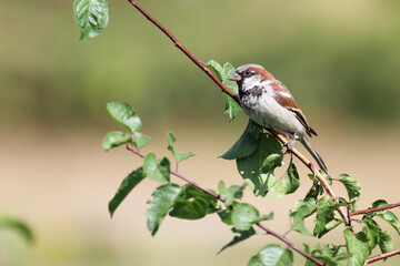 Haussperling / House sparrow / Passer domesticus