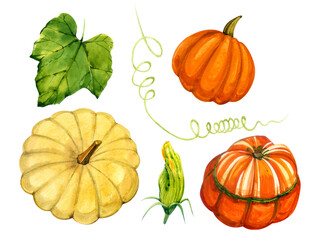 Pumpkins watercolor. Autumn watercolor clip art. Three pumpkins. Decor for the holidays. For the design of postcards, packages, etc.