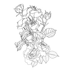 Bouquet of hand-draw line rose composition. Flower and leaf illustration. Great for wedding invitation and greeting cards or logo design.