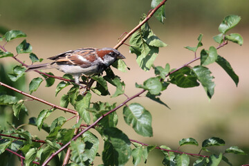 Haussperling / House sparrow / Passer domesticus