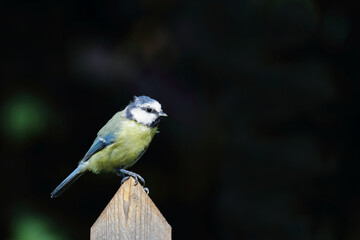 Blaumeise / Eurasian blue tit / Cyanistes caeruleus