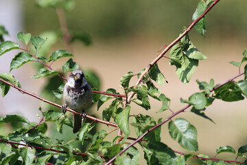 Haussperling / House sparrow / Passer domesticus