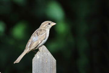 Haussperling / House sparrow / Passer domesticus