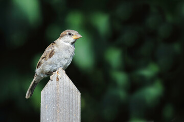 Haussperling / House sparrow / Passer domesticus