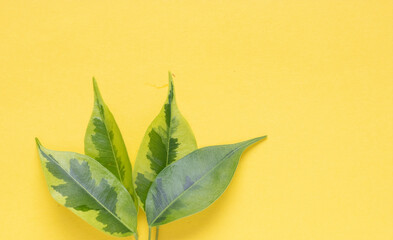 green leaves on a yellow background. nature conservation concept