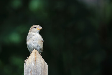 Fototapeta premium Haussperling / House sparrow / Passer domesticus