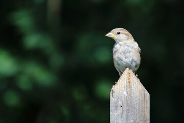 Haussperling / House sparrow / Passer domesticus