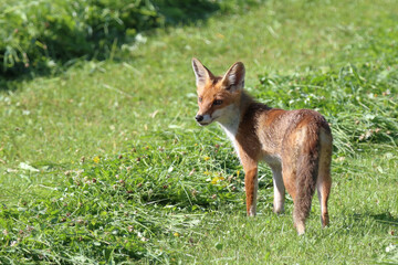Rotfuchs / Red fox / Vulpes vulpes.
