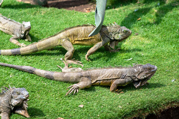Iguana(s) sunbathing like usual in the Iguana Park (Parque de las Iguanas), which is a central downtown park in front of the city's cathedral. A very touristic park. Guayaquil, Ecuador.
