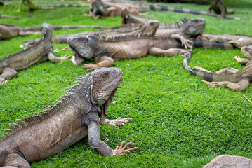 Fototapeta premium Iguana(s) sunbathing like usual in the Iguana Park (Parque de las Iguanas), which is a central downtown park in front of the city's cathedral. A very touristic park. Guayaquil, Ecuador.