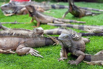 Obraz premium Iguana(s) sunbathing like usual in the Iguana Park (Parque de las Iguanas), which is a central downtown park in front of the city's cathedral. A very touristic park. Guayaquil, Ecuador.