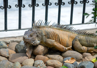 Iguana sunbathing like usual in the Iguana Park (Parque de las Iguanas), which is a central downtown park in front of the city's cathedral. A very touristic park. Guayaquil, Ecuador.