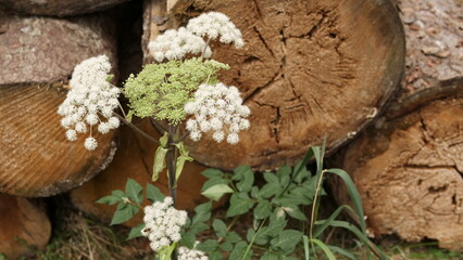 Bl&uuml;hende Pflanzen im Wald