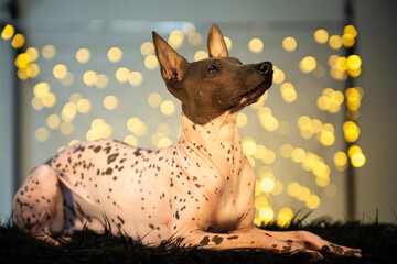 Peruvian hairless dog lies on a black fur rug and looks up. Lights in the background that create a bokeh effect. 