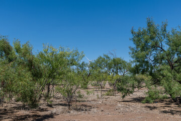 Fototapeta premium Modern west Texas vista in the summer with wind turbines in the desert