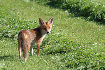 Rotfuchs / Red fox / Vulpes vulpes.