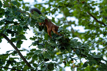 squirrel in tree looking for food (hazelnuts)