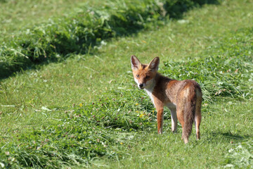 Rotfuchs / Red fox / Vulpes vulpes.