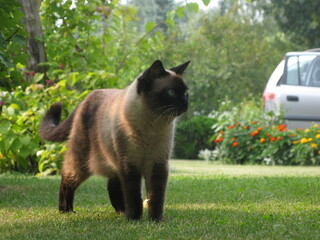 Siamese cat on the grass
