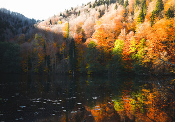 Rising view autumn outdoors panorama of forest with tree reflections on lake in warm sunny day