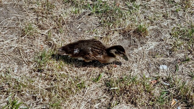 baby dack