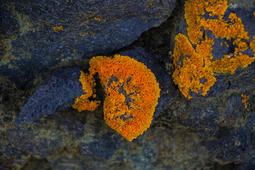 Orange lichen on rock - Powered by Adobe