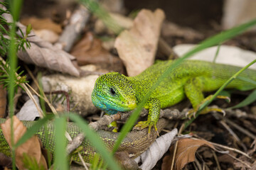 Lagarto Verde Europeo (Lacerta viridis), Parque Nacional de los Lagos de Plitvice, Patrimonio Mundial de la UNESCO, Croacia, europa